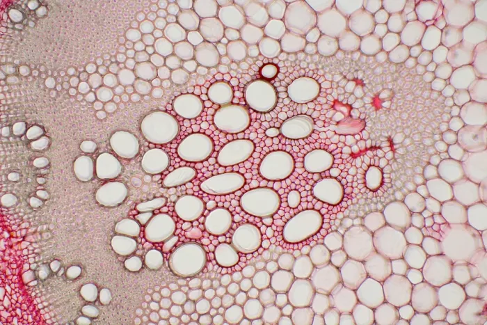 Framed Print : Hogweed Stem under a microscope