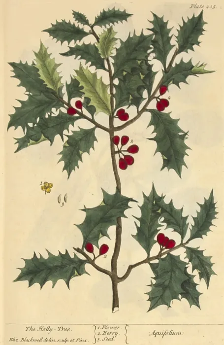 Framed Print : Holly, Medicinal Plant, 1737 Framed Print : Holly, Medicinal Plant, 1737