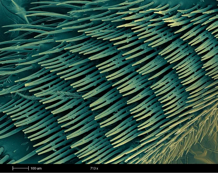 Framed Print : Honey Bee Leg, under a microscope (SEM) Framed Print : Honey Bee Leg, under a microscope (SEM)