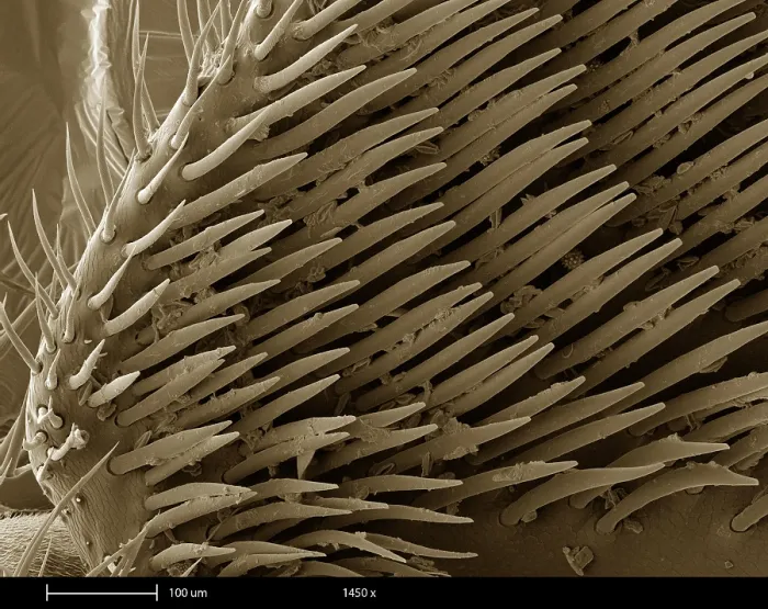 Framed Print : Honey Bee Leg, under a microscope (SEM) Framed Print : Honey Bee Leg, under a microscope (SEM)