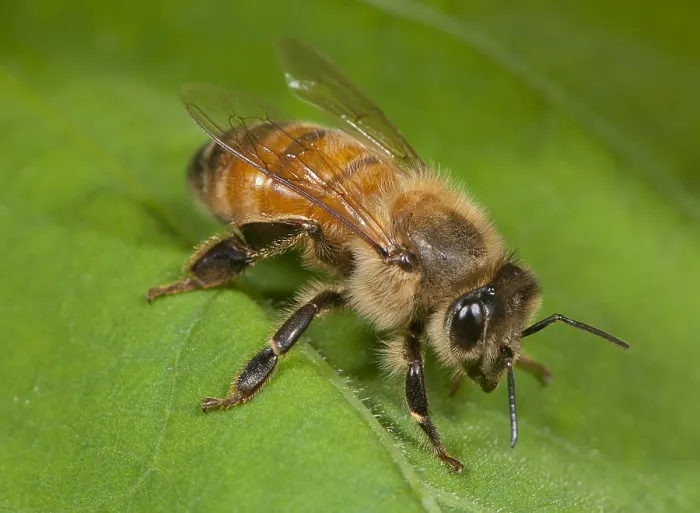 Framed Print : Honeybee on Leaf