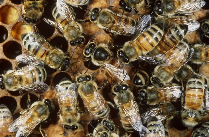 Framed Print : Honeybees with Queen Framed Print : Honeybees with Queen