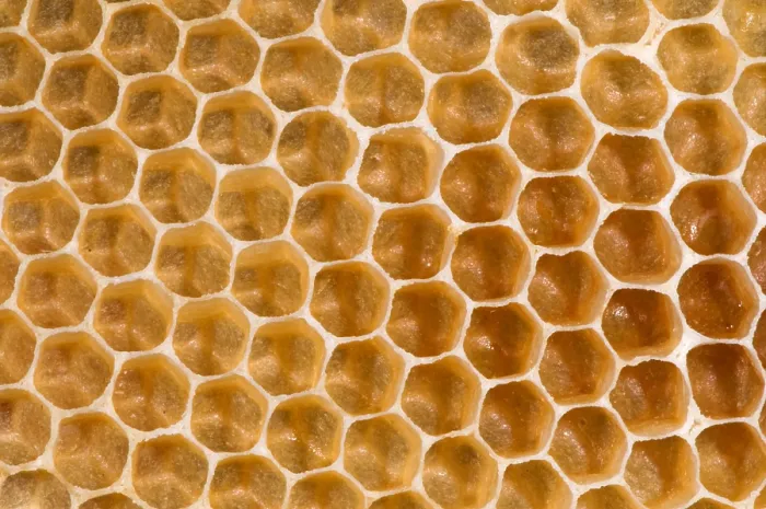 Framed Print : Honeycomb. A section of newly made honeycomb from a beehive