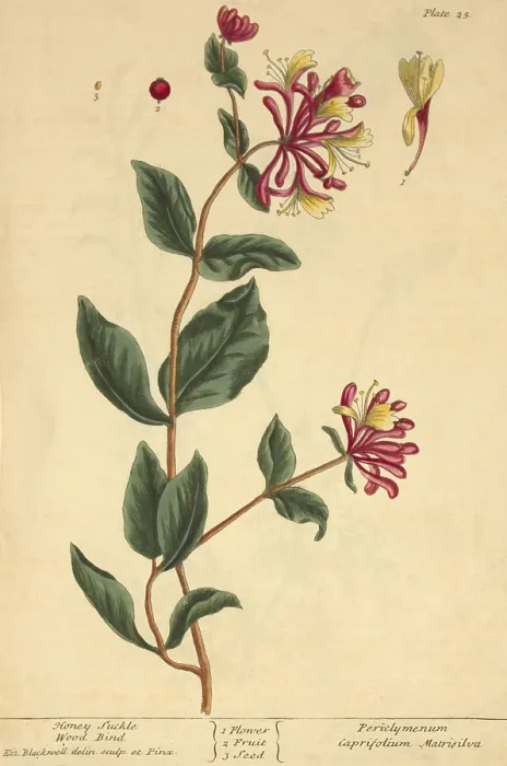 Framed Print : Honeysuckle, Medicinal Plant, 1737 Framed Print : Honeysuckle, Medicinal Plant, 1737