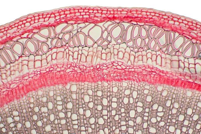 Framed Print : Honeysuckle Stem under a microscope Framed Print : Honeysuckle Stem under a microscope