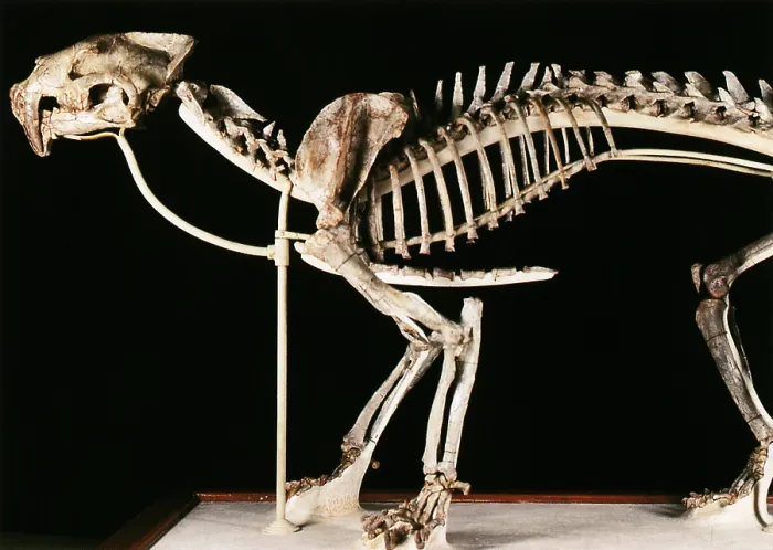 Framed Print : Hoplophoneus primaevus