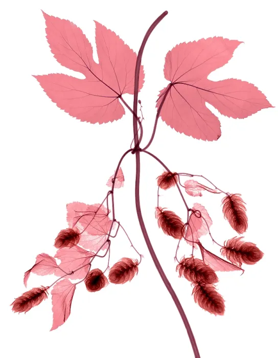 Framed Print : Hops, Humulus lupulus, X-ray Framed Print : Hops, Humulus lupulus, X-ray