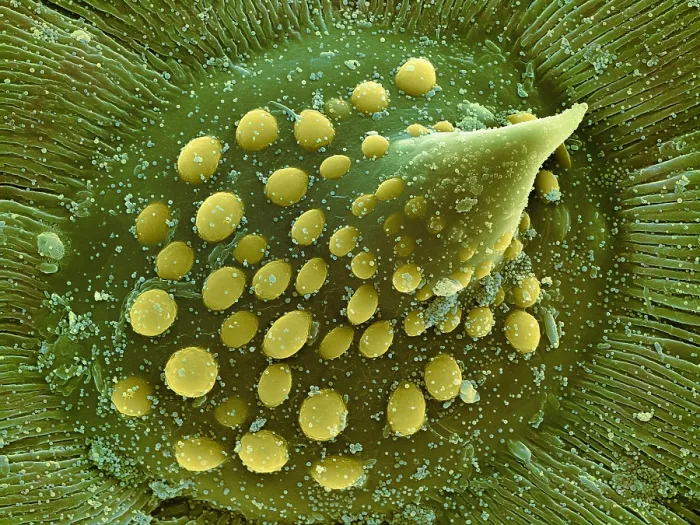 Framed Print : Hops Leaf, under a microscope (SEM) Framed Print : Hops Leaf, under a microscope (SEM)