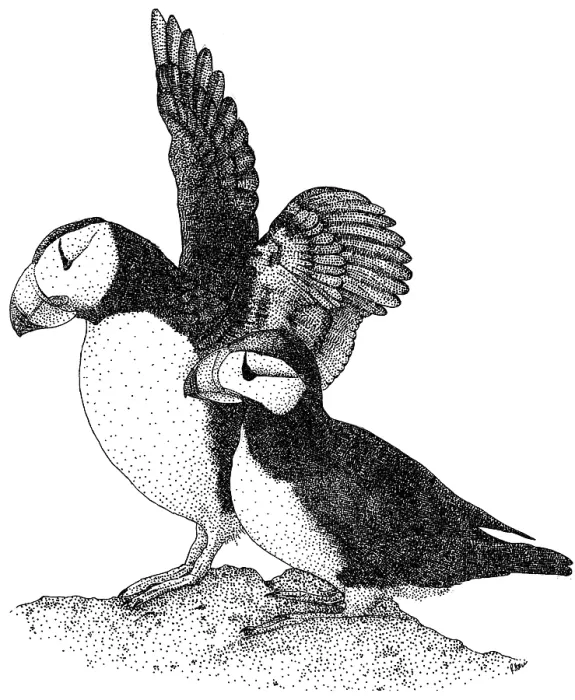 Framed Print : Horned Puffins