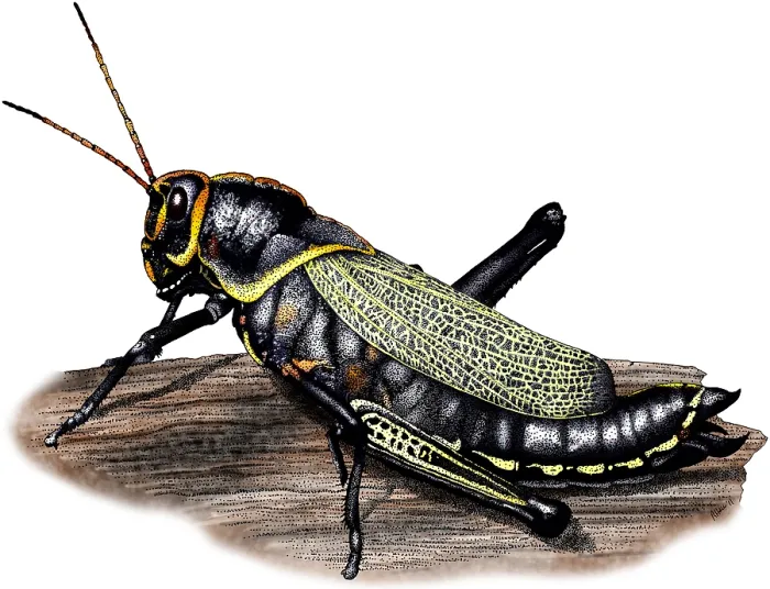 Framed Print : Horse Lubber Grasshopper Framed Print : Horse Lubber Grasshopper