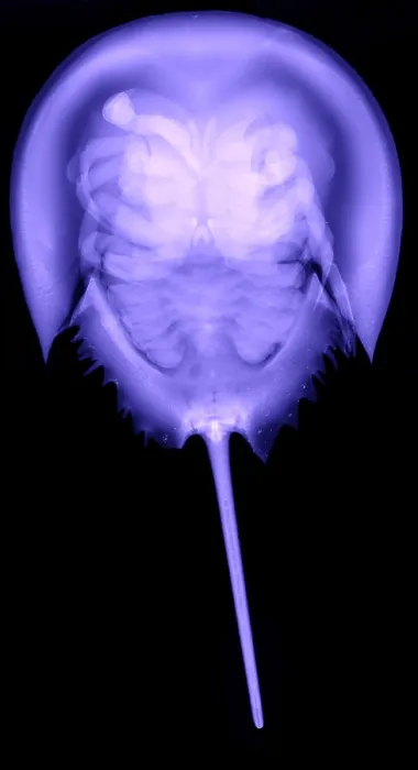 Framed Print : Horseshoe Crab Framed Print : Horseshoe Crab