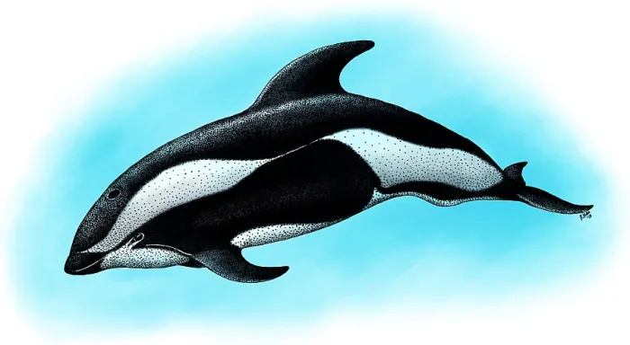 Framed Print : Hourglass Dolphin Framed Print : Hourglass Dolphin