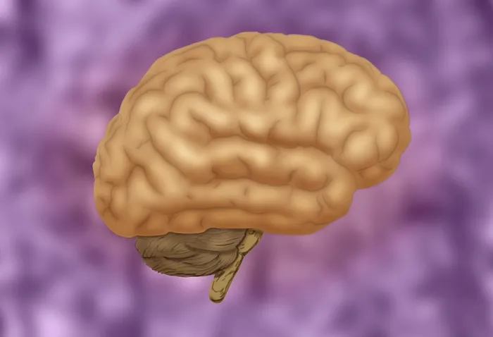 Framed Print : Human Brain Framed Print : Human Brain