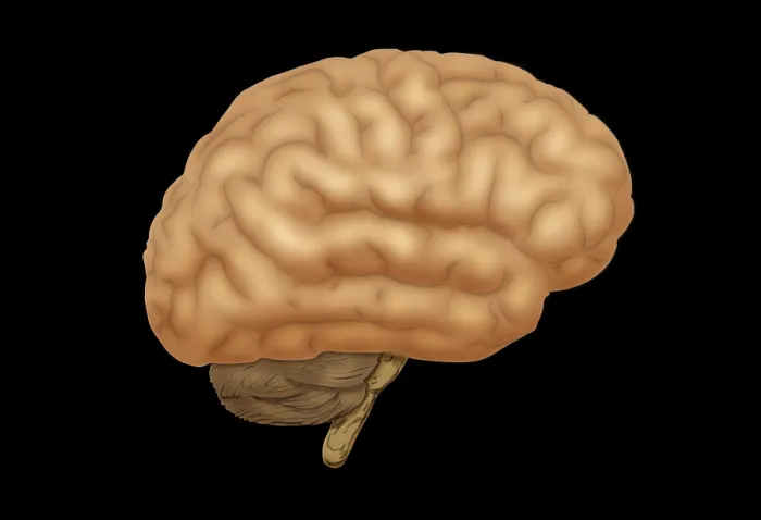 Framed Print : Human Brain Framed Print : Human Brain