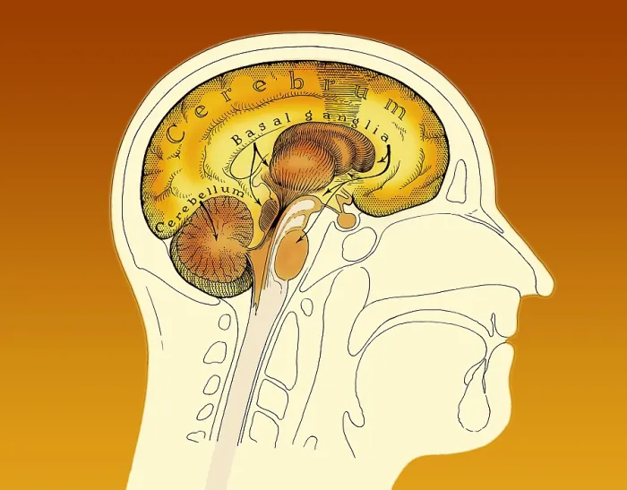 Framed Print : Human Brain
