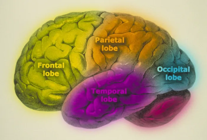 Framed Print : Human brain Framed Print : Human brain
