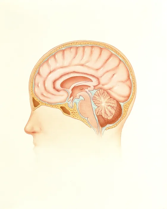 Framed Print : Human brain Framed Print : Human brain