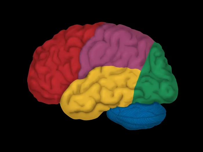 Framed Print : Human Brain, Lateral View Framed Print : Human Brain, Lateral View