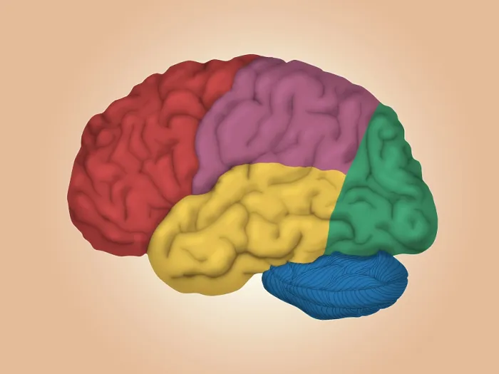 Framed Print : Human Brain, Lateral View Framed Print : Human Brain, Lateral View