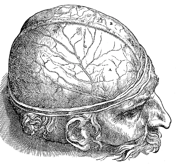 Framed Print : Human Brain, Vesalius, 16th Century Framed Print : Human Brain, Vesalius, 16th Century