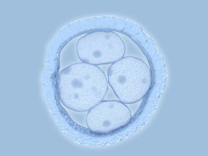Framed Print : Human embryo, artwork Framed Print : Human embryo, artwork