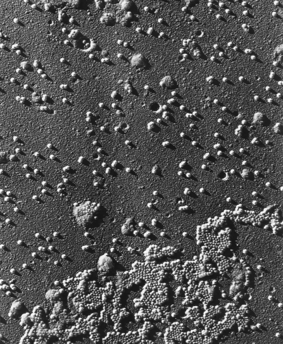 Framed Print : Human Enterovirus, Poliovirus, TEM