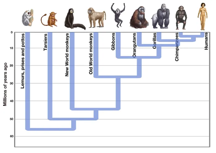 Framed Print : Human Evolution Framed Print : Human Evolution