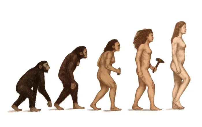 Framed Print : Human Evolution Framed Print : Human Evolution