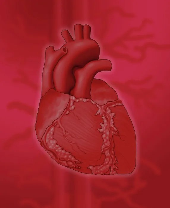 Framed Print : Human Heart Framed Print : Human Heart