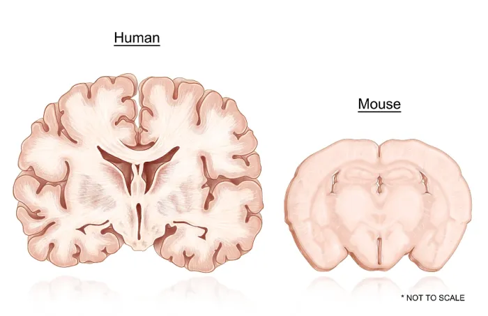 Framed Print : Human and Mouse Brain Comparison Framed Print : Human and Mouse Brain Comparison