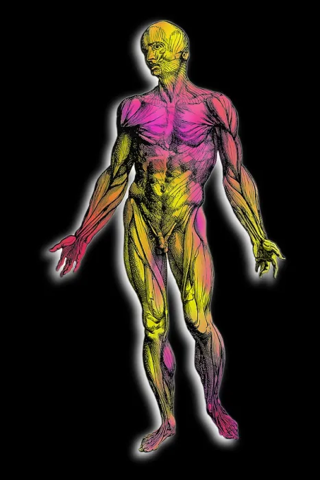 Framed Print : Human muscular system Framed Print : Human muscular system