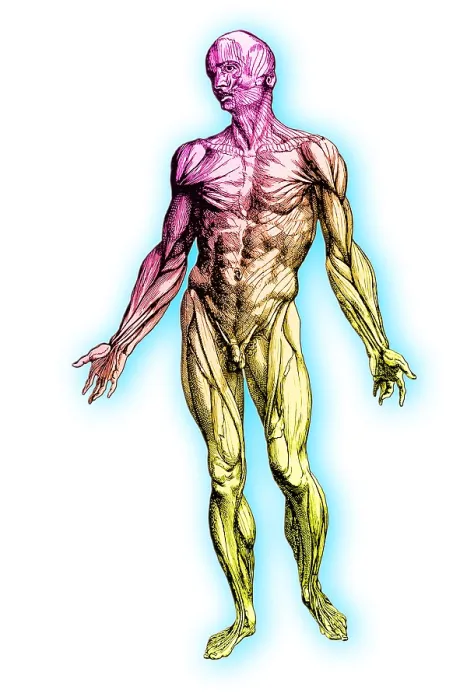 Framed Print : Human muscular system Framed Print : Human muscular system