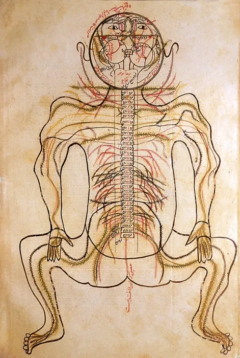 Framed Print : Human Nervous System, 15th Century