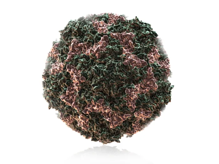 Framed Print : Human Rhinovirus Framed Print : Human Rhinovirus