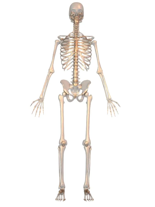 Framed Print : Human Skeleton Framed Print : Human Skeleton