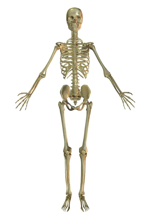 Framed Print : Human Skeleton Framed Print : Human Skeleton