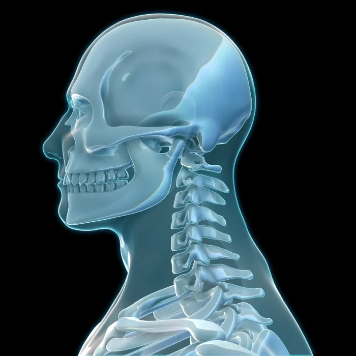 Framed Print : Human Skeleton, artwork Framed Print : Human Skeleton, artwork