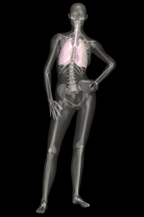 Framed Print : Human Skeleton With Lungs Framed Print : Human Skeleton With Lungs