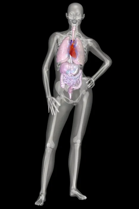 Framed Print : Human Skeleton and Organ Systems Framed Print : Human Skeleton and Organ Systems