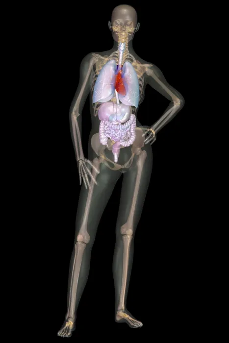 Framed Print : Human Skeleton and Organ Systems Framed Print : Human Skeleton and Organ Systems