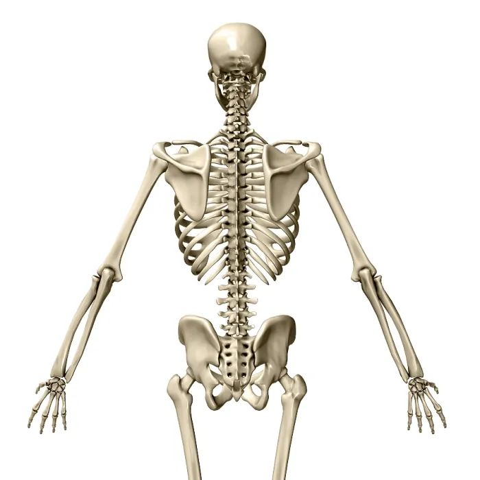 Framed Print : Human Skeleton, posterior view Framed Print : Human Skeleton, posterior view