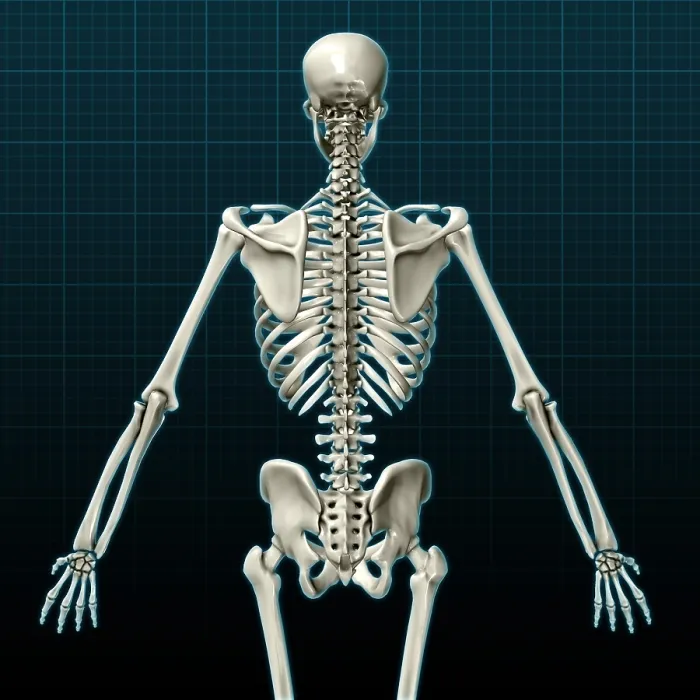 Framed Print : Human Skeleton, posterior view