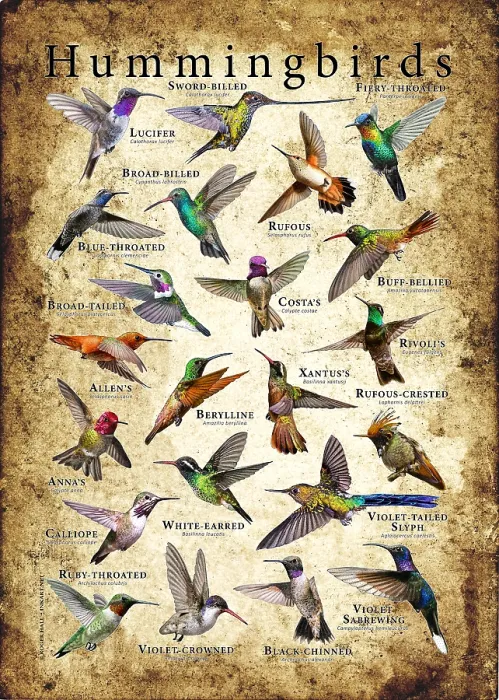 Framed Print : Hummingbirds of the World Framed Print : Hummingbirds of the World