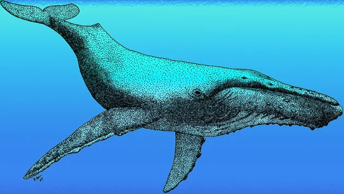 Framed Print : Humpback Whale Framed Print : Humpback Whale