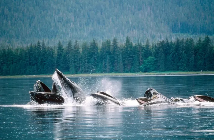 Framed Print : Humpback Whales Feeding Framed Print : Humpback Whales Feeding