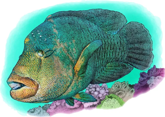 Framed Print : Humphead Wrasse, Illustration