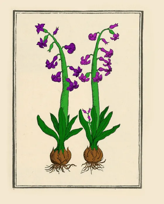 Framed Print : The Hyacinth Framed Print : The Hyacinth