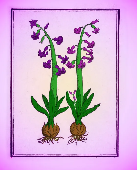 Framed Print : The Hyacinth Framed Print : The Hyacinth