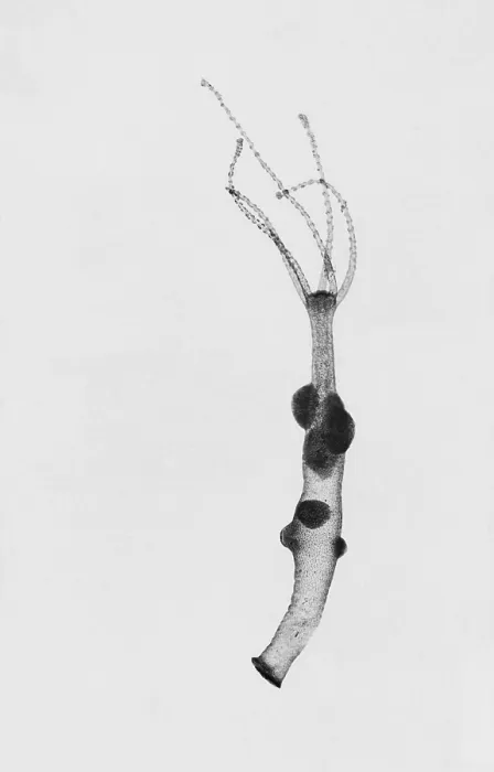 Framed Print : Hydra, light micrograph Framed Print : Hydra, light micrograph