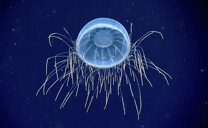 Framed Print : Hydromedusa (Halicreatis sp.), Deep Sea Jellyfish Framed Print : Hydromedusa (Halicreatis sp.), Deep Sea Jellyfish